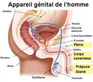 L Appareil Genital Masculin De Quoi Est Il Constitue Fil Sante Jeunes